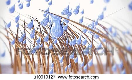 Stock Photo - Wet hair, illustration. Fotosearch