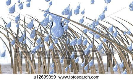 Stock Photo - Wet hair, illustration. Fotosearch