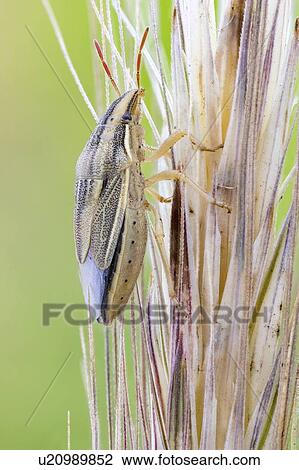 Wheat stink bug View Large Photo Image Stock Image - Wheat stink bug. Fotosearch