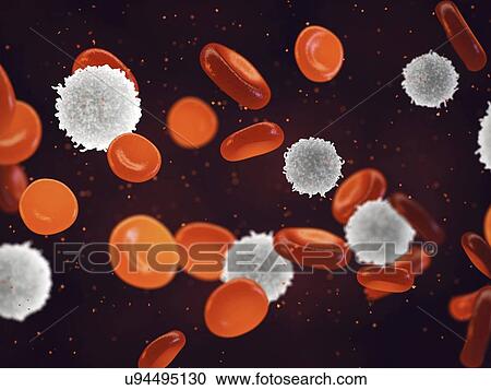 White and red blood cells, illustration View Large Photo Image Stock Image - White and red blood cells, illustration. Fotosearch
