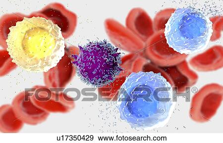 Stock Photo - White and red blood cells, illustration. Fotosearch