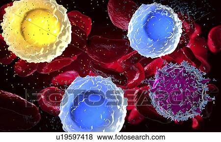Stock Photo - White and red blood cells, illustration. Fotosearch