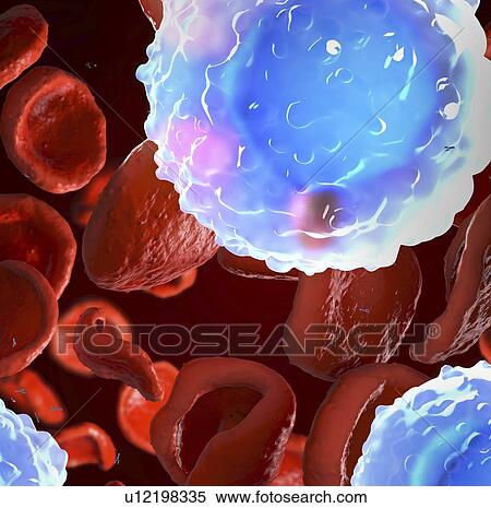 Stock Photography - White and red blood cells, illustration. Fotosearch