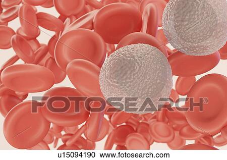 White blood cells and red blood cells, illustration View Large Photo Image Stock Image - White blood cells and red blood cells, illustration. Fotosearch