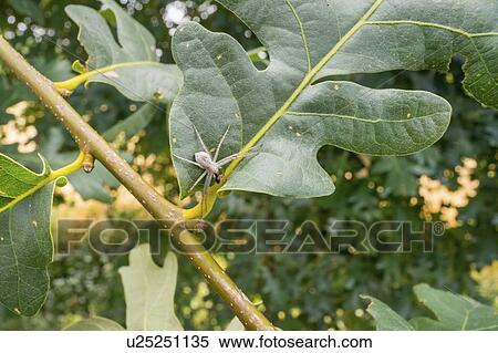 Stock Photography - White huntsman spider. Fotosearch
