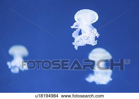 Picture - White Spotted Jellyfish. Fotosearch