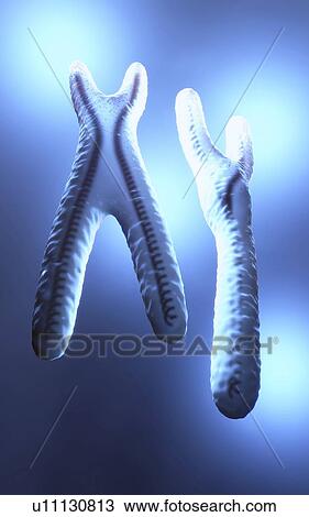 X and Y chromosomes, illustration View Large Photo Image Stock Image - X and Y chromosomes, illustration. Fotosearch