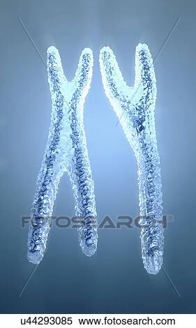 Stock Photography - X and Y chromosomes, illustration. Fotosearch