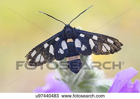 Stock Image - Yellow belted burnet moth. Fotosearch