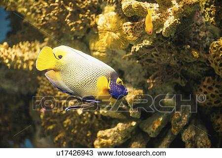 Stock Image - Yellow Mask Angelfish. Fotosearch