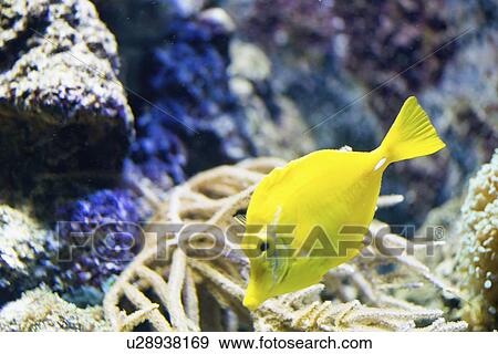 Yellow tang View Large Photo Image Stock Photo - Yellow tang. Fotosearch