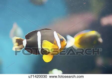 Stock Image - Yellowtail clownfish. Fotosearch