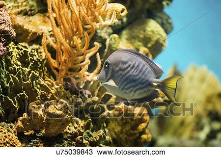 Stock Image - Yellowtail Tang. Fotosearch