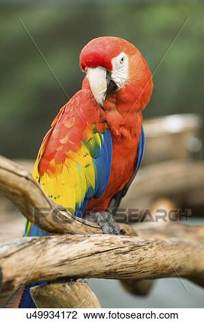 Stock Image - Young scarlet macaw parrot. Fotosearch