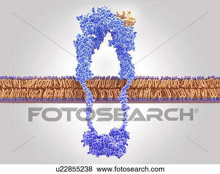 Stock Photo - Active insulin receptor, illustration. The insulin receptor (blue) is a transmembrane protein, that has become activated through the binding of insulin (orange). Insulin binding induces structural changes within the receptor. These changes trigger a.... Fotosearch