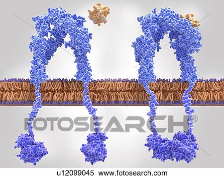 Stock Photography - Active (right) and inactive (left) insulin receptors, illustration. The insulin receptor (blue) is a transmembrane protein which is activated through the binding of insulin (orange). Insulin binding (right) induces structural changes within the.... Fotosearch