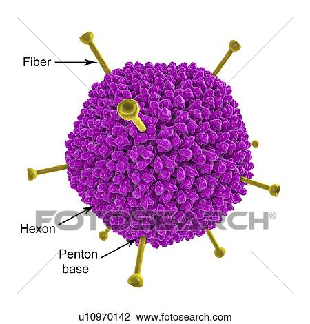 Adenovirus AD-36 and fat cells. Computer illustration of adenovirus AD-36 particles and fat cells (adipocytes). AD-36 is one of 51 types of adenoviruses known to infect humans. Most adenoviruses result in cold, gastroenteritis, inflammation or fever.... View Large Photo Image Stock Image - Adenovirus AD-36 and fat cells. Computer illustration of adenovirus AD-36 particles and fat cells (adipocytes). AD-36 is one of 51 types of adenoviruses known to infect humans. Most adenoviruses result in cold, gastroenteritis, inflammation or fever..... Fotosearch
