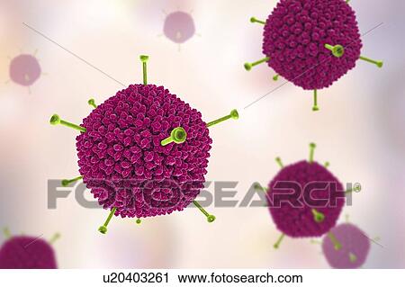 Stock Image - Adenovirus structure, computer illustration showing the surface structure of the virus's outer protein coat (capsid). Many adenoviruses infect the respiratory tract, causing common cold-like symptoms, and also infect the eyes and gut, particularly in.... Fotosearch