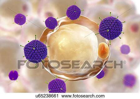 Stock Image - Adenoviruses. Computer illustration showing the surface structure of the virus's outer protein coat (capsid). Many adenoviruses infect the respiratory tract, causing common cold-like symptoms, and also infect the eyes and gut, particularly in.... Fotosearch