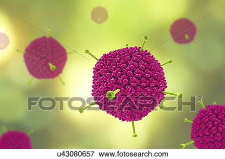 Adenoviruses. Computer illustration showing the surface structure of the virus's outer protein coat (capsid). Many adenoviruses infect the respiratory tract, causing common cold-like symptoms, and also infect the eyes and gut, particularly in... View Large Photo Image Stock Photo - Adenoviruses. Computer illustration showing the surface structure of the virus's outer protein coat (capsid). Many adenoviruses infect the respiratory tract, causing common cold-like symptoms, and also infect the eyes and gut, particularly in.... Fotosearch