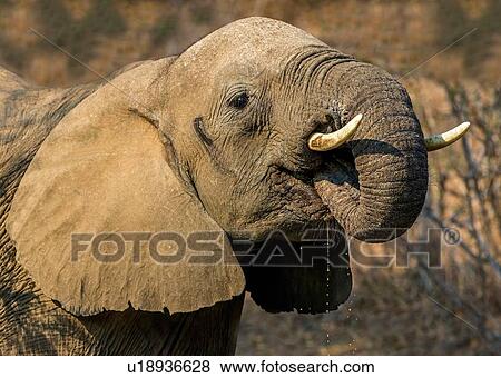 Stock Photo - African elephant by drinking, side view, Kruger National Park, South Africa. Fotosearch