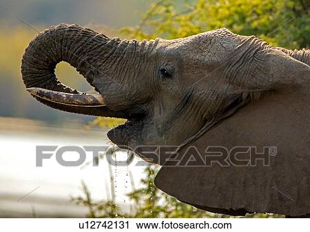 Stock Image - African elephant by watering hole, side view head shot, Kruger National Park, South Africa. Fotosearch