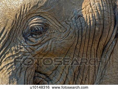 Stock Photograph - African elephant, full frame close up of face, Kruger National Park, South Africa. Fotosearch