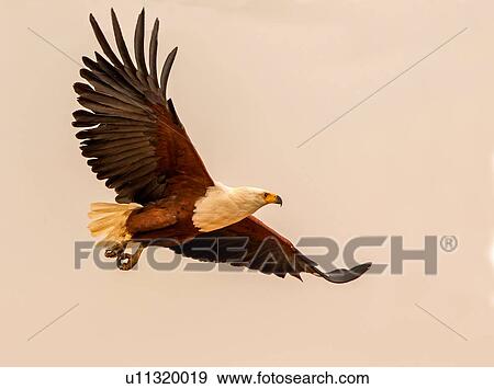 African fish eagle flying against grey sky, side view, Kruger National Park, South Africa View Large Photo Image Stock Photo - African fish eagle flying against grey sky, side view, Kruger National Park, South Africa. Fotosearch