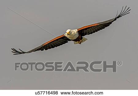 Stock Photo - African fish eagle flying mid air, front view, Kruger National Park, South Africa. Fotosearch
