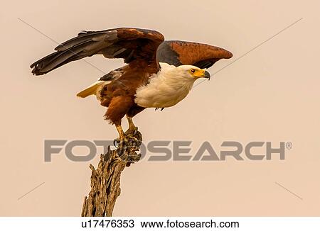 Stock Image - African fish eagle perching on tree branch, side view, Kruger National Park, South Africa. Fotosearch