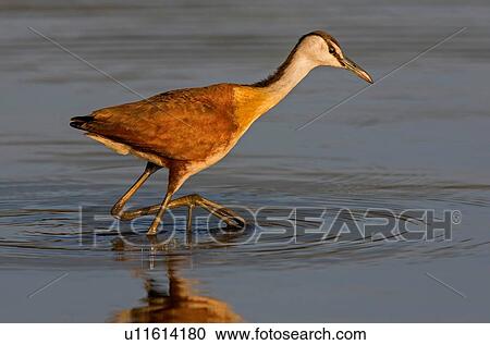 Stock Image - African jacana hunting in lake, side view, Kruger National park, South Africa. Fotosearch