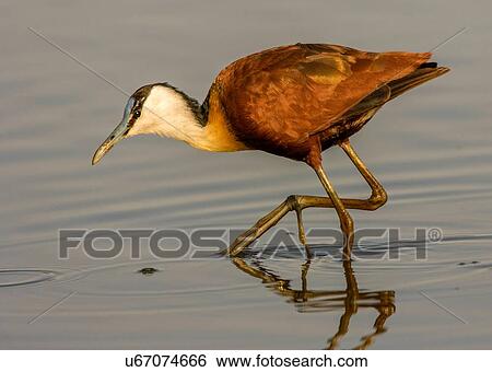 African jacana hunting in lake, side view, Kruger National park, South Africa View Large Photo Image Stock Photograph - African jacana hunting in lake, side view, Kruger National park, South Africa. Fotosearch