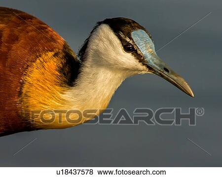 Stock Photo - African jacana in lake, close up side view, Kruger National Park, South Africa. Fotosearch