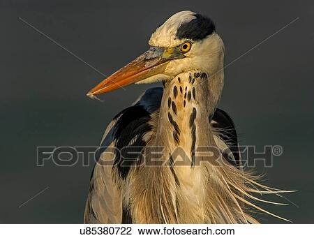 Stock Image - Alert grey heron, close up front view, Kruger National Park, South Africa. Fotosearch