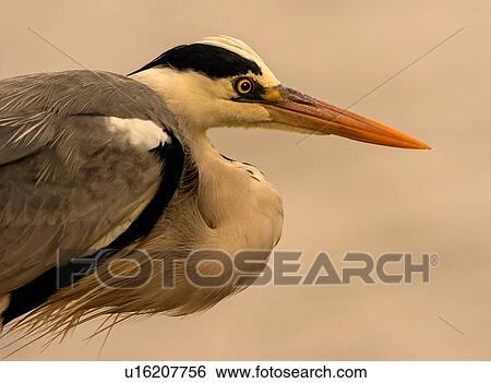 Stock Photograph - Alert grey heron, close up side view, Kruger National Park, South Africa. Fotosearch