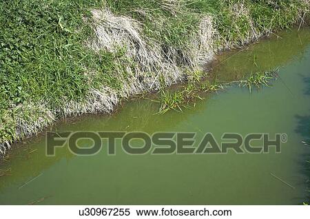 Algal bloom in water due to water polluted with fertilisers (eutrophication) View Large Photo Image Stock Photography - Algal bloom in water due to water polluted with fertilisers (eutrophication). Fotosearch