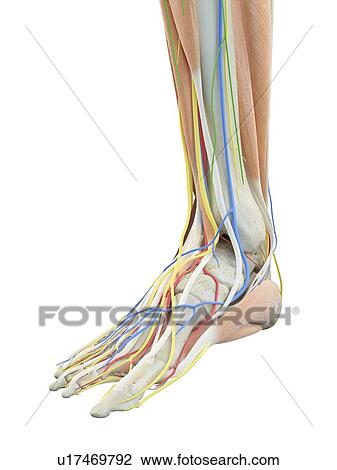 Stock Image - Anatomy of the foot, computer illustration.. Fotosearch