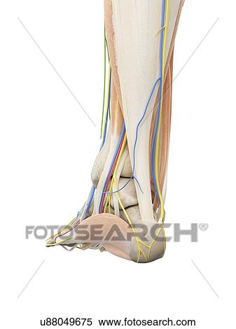 Anatomy of the foot, computer illustration. View Large Photo Image Stock Photography - Anatomy of the foot, computer illustration.. Fotosearch