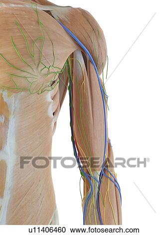 Anatomy of the human arm, computer illustration. View Large Photo Image Stock Image - Anatomy of the human arm, computer illustration.. Fotosearch