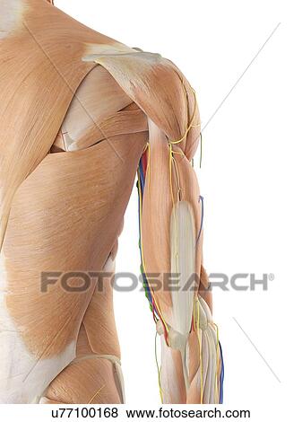 Stock Photo - Anatomy of the human arm, computer illustration.. Fotosearch