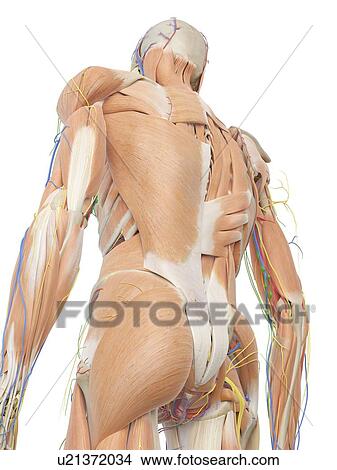 Anatomy of the human back, computer illustration. View Large Photo Image Picture - Anatomy of the human back, computer illustration.. Fotosearch