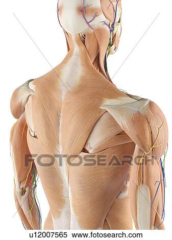 Stock Photography - Anatomy of the human back, computer illustration.. Fotosearch