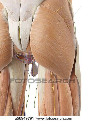 Stock Image - Anatomy of the human buttocks, computer illustration.. Fotosearch