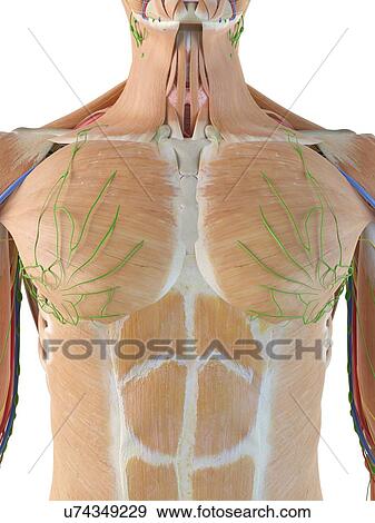 Stock Photo - Anatomy of the human chest, computer illustration.. Fotosearch