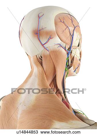 Stock Image - Anatomy of the human head, computer illustration.. Fotosearch
