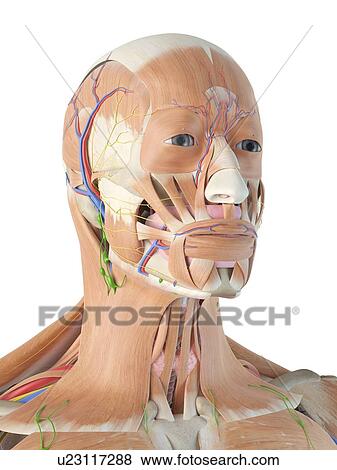 Anatomy of the human head, computer illustration. View Large Photo Image Stock Photo - Anatomy of the human head, computer illustration.. Fotosearch