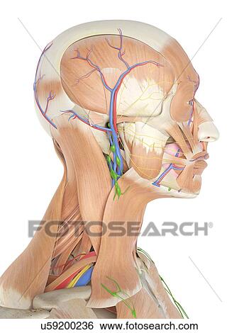 Anatomy of the human head, computer illustration. View Large Photo Image Stock Photograph - Anatomy of the human head, computer illustration.. Fotosearch