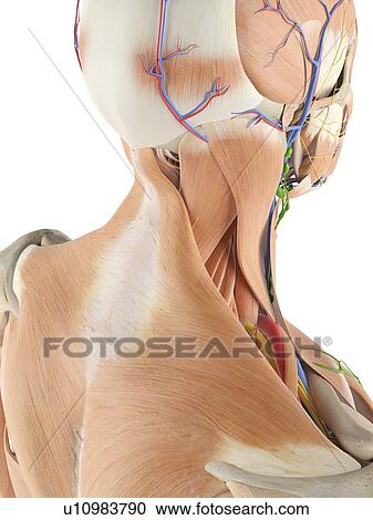 Stock Image - Anatomy of the human neck, computer illustration.. Fotosearch