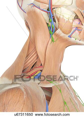 Anatomy of the human neck, computer illustration. View Large Photo Image Stock Image - Anatomy of the human neck, computer illustration.. Fotosearch