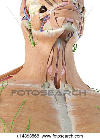 Stock Photo - Anatomy of the human neck, computer illustration.. Fotosearch